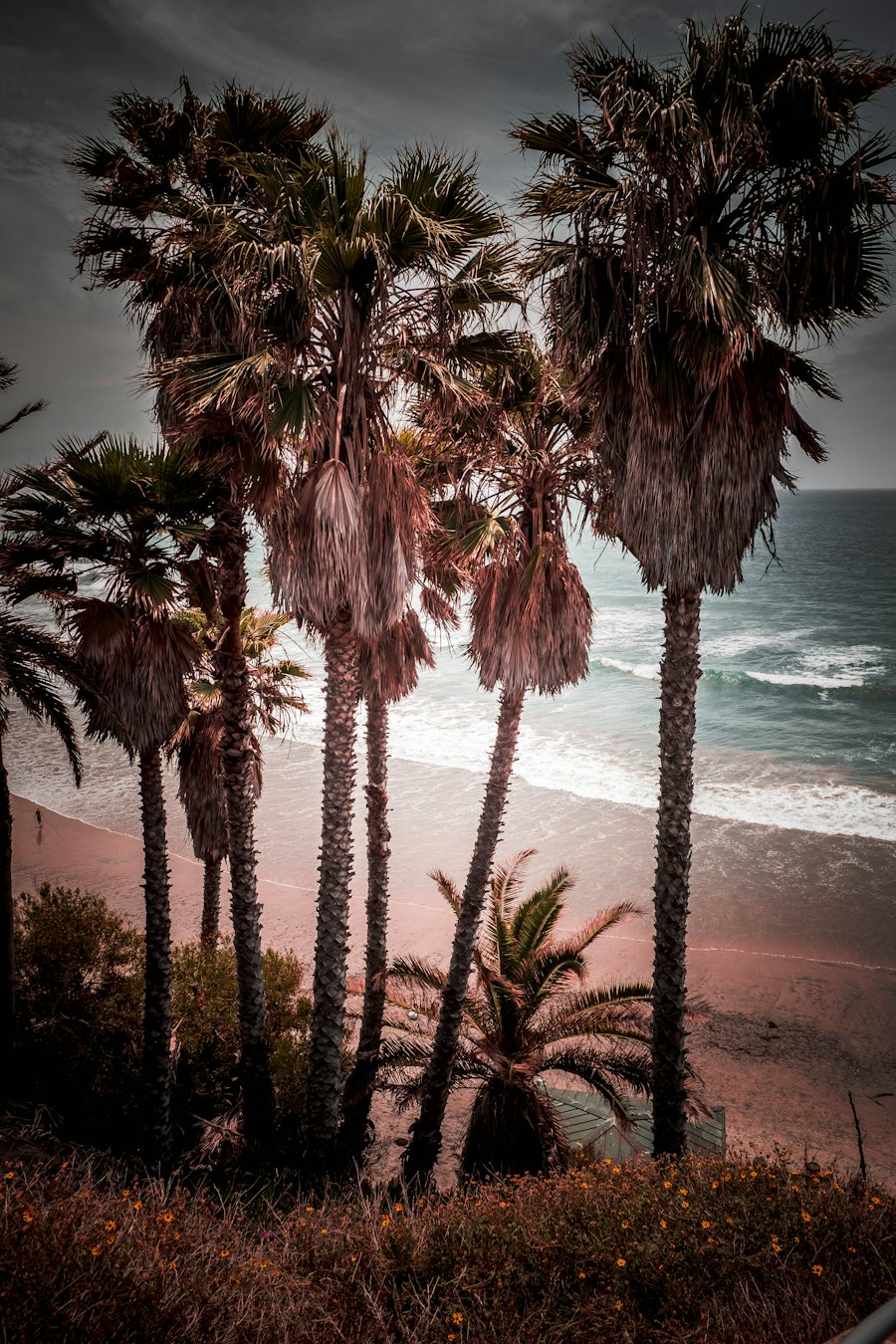 Palm trees above a Southern California beach